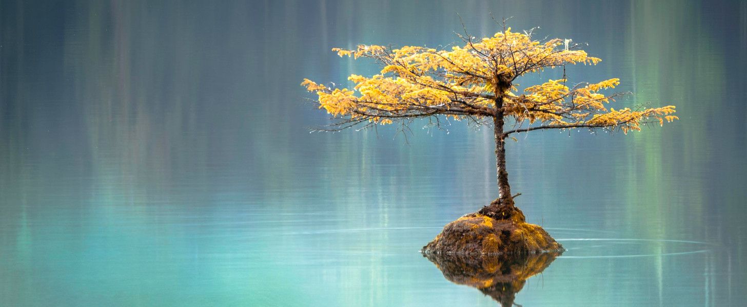 bonsai in lake